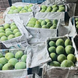গোবিন্দভোগ আম । ১২ কেজি