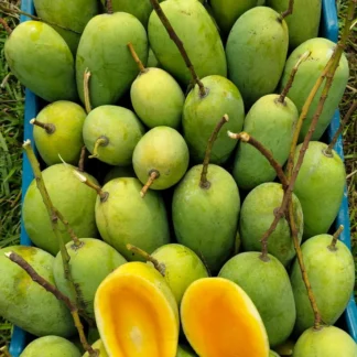 Katimon-Non-Baging-Mango