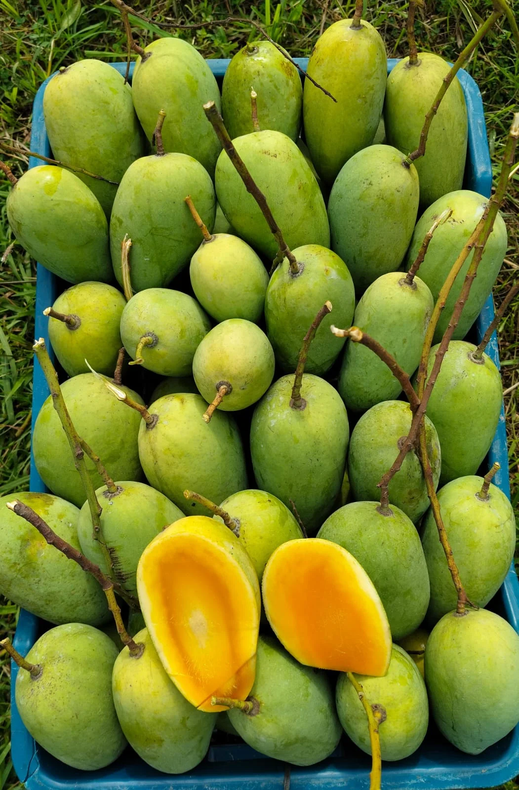 নন-বেগিং কাটিমন আম