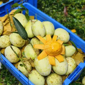 গৌড়মতি আম । ১০ কেজি